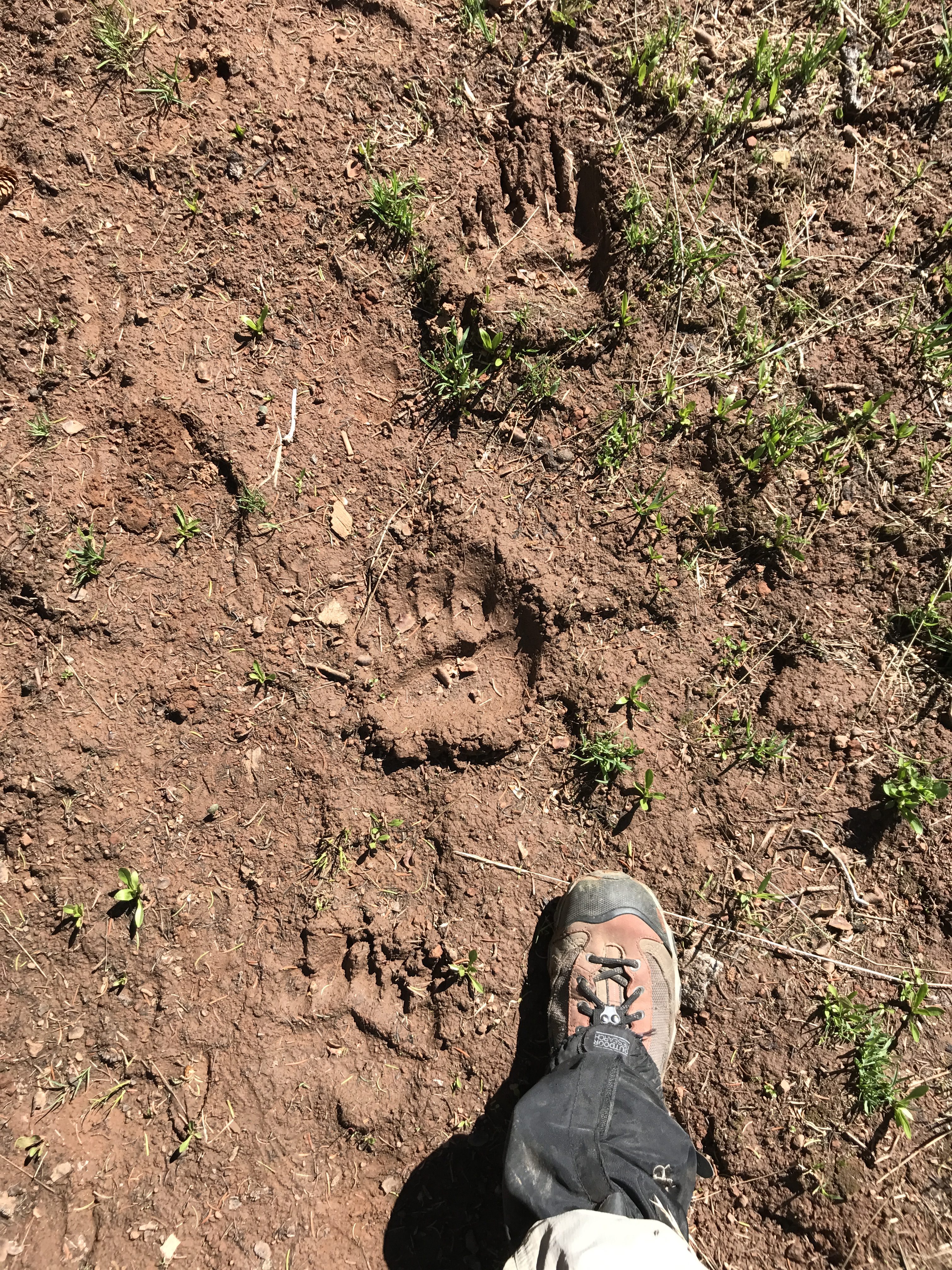 Grizzly bear paw prints next to Oboz hiking boot